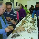 Exposición de setas y hongos recogidos por vecinos de Quintanilla de Arriba, en Valladolid, durante una jornada micológica