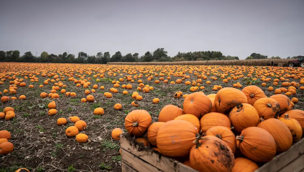 Agricultural producer Thorsbjerggaard harvests and prepares pumpkins in several varieties ahead of Halloween, in Skaelskoer, Denmark October 19, 2021. Mads Claus Rasmussen/Ritzau Scanpix/via REUTERS ATTENTION EDITORS - THIS IMAGE WAS PROVIDED BY A THIRD PARTY. DENMARK OUT. NO COMMERCIAL OR EDITORIAL SALES IN DENMARK.