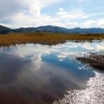 Un rebaño de vacas en el parque natural Marjal de Pego-Oliva, entre Valencia y Alicante