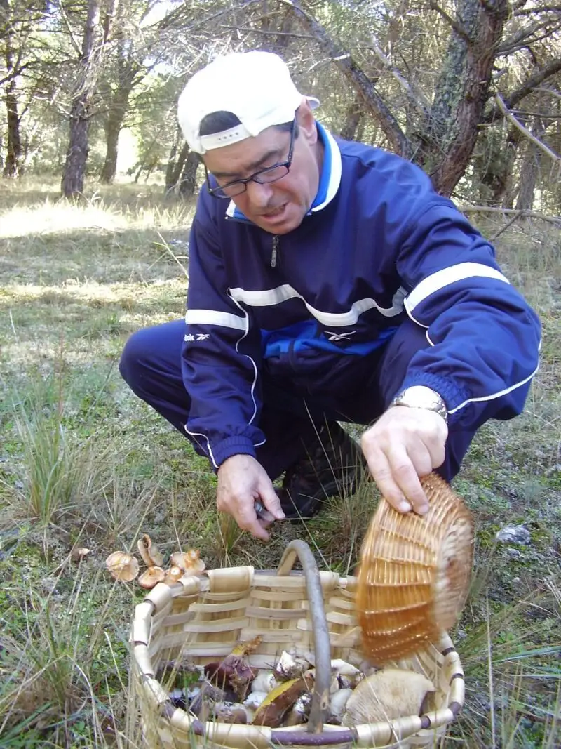 Un hombre llena de setas la cesta en los pinares de la localidad vallisoletana de Quintanilla de Arriba