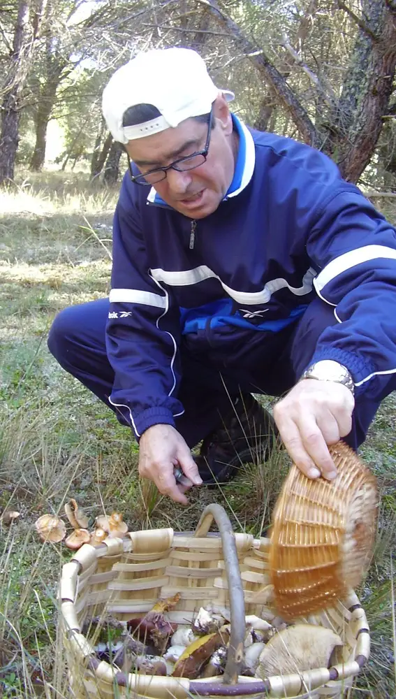 Un hombre llena de setas la cesta en los pinares de la localidad vallisoletana de Quintanilla de Arriba