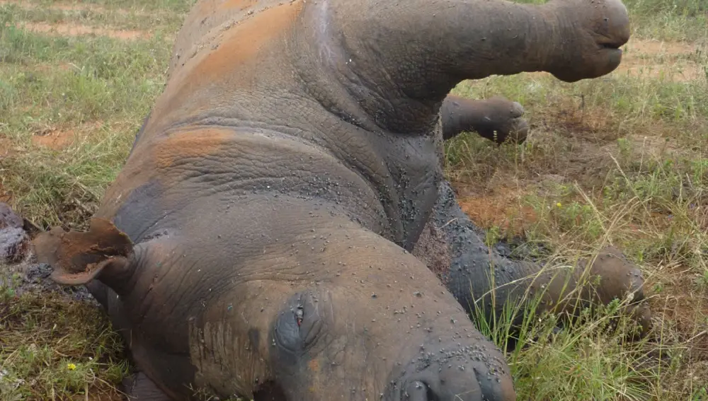 Un rinoceronte asesinado en Suráfrica para extraer su cuerno