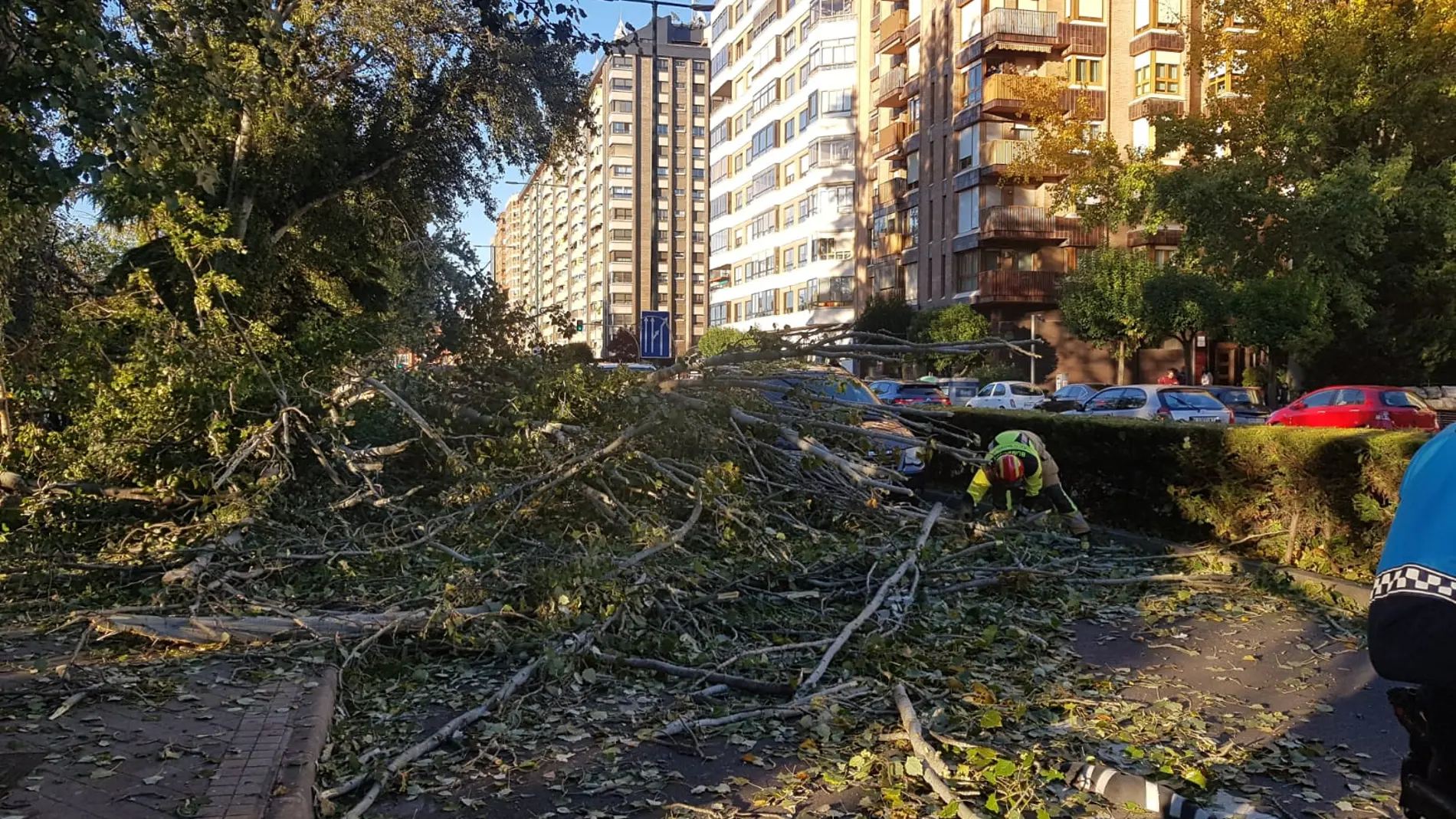 Caída de un árbol en el Paseo de Isabel la Católica de Valladolid