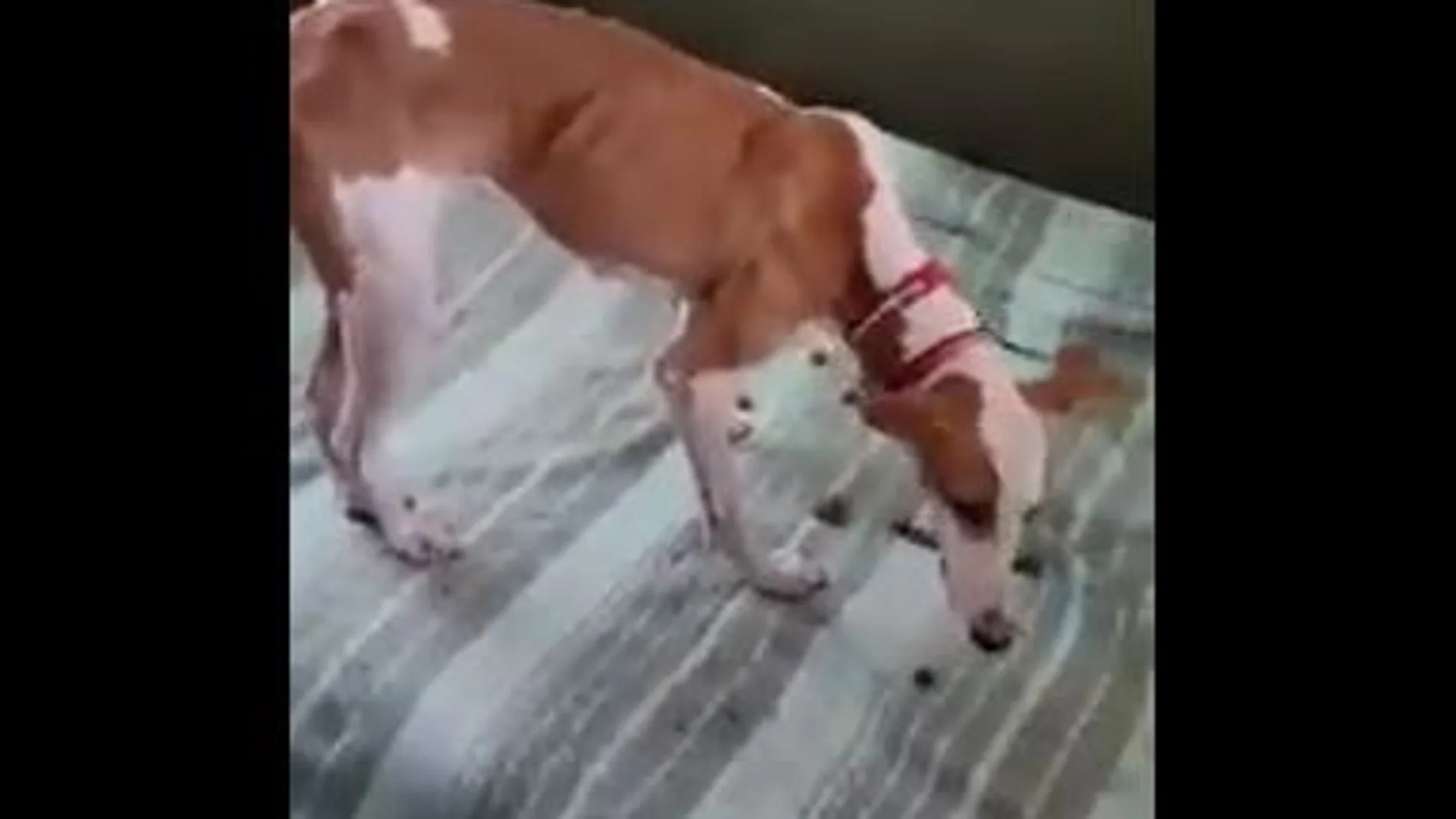 Primer vídeo de los perros del rescate en La Palma.