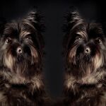 Fotografía editada de un perro (Pixabay: Sponchia)