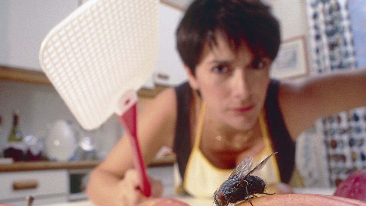 Por qué hay tantas moscas en nuestra casa en verano? ¿Qué podemos hacer  para deshacernos de ellas?