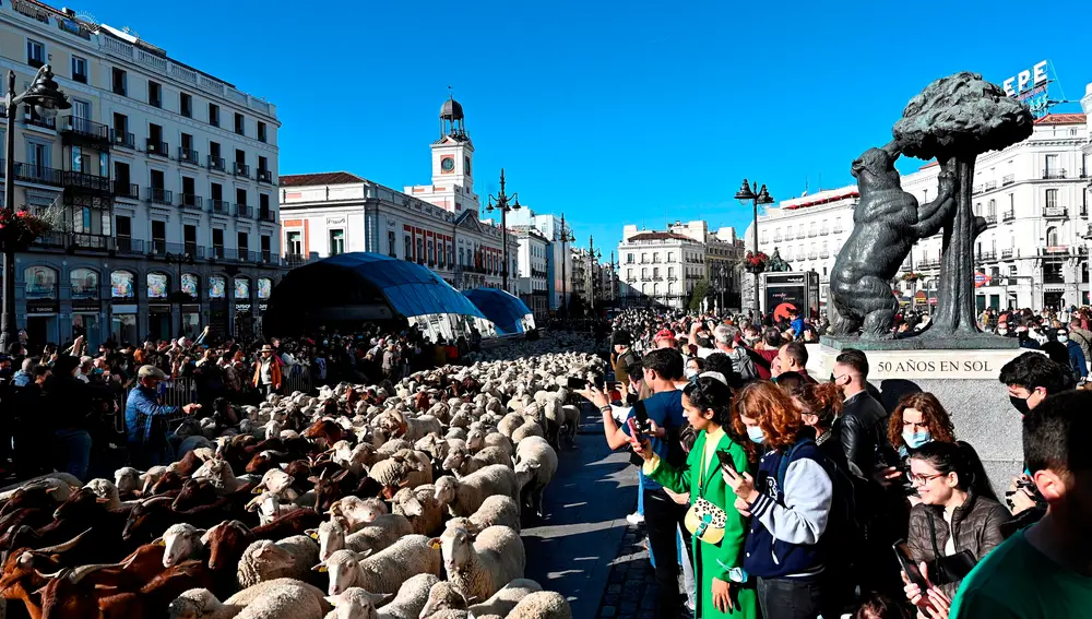 Mil ovejas merinas y cien cabras retintas del rebaño del Consejo de la Mesta recorren las calles del centro de la ciudad