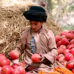 Un informe de la ONU establece que 23 millones de personas afganas, más de la mitad de la población de Afganistán se enfrentará a una inseguridad alimentaria a partir de noviembre.