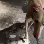 Fotograma de uno de los perros que aparecen en el vídeo que recibió la plataforma Leales.org