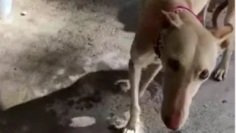 Fotograma de uno de los perros que aparecen en el vídeo que recibió la plataforma Leales.org