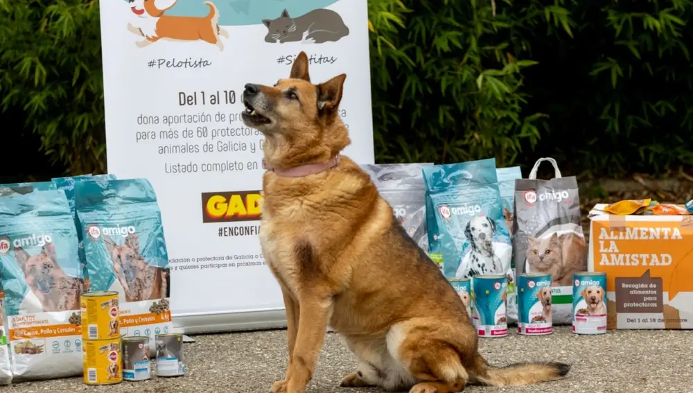 Campaña de Gadis a favor de las protectoras de animales