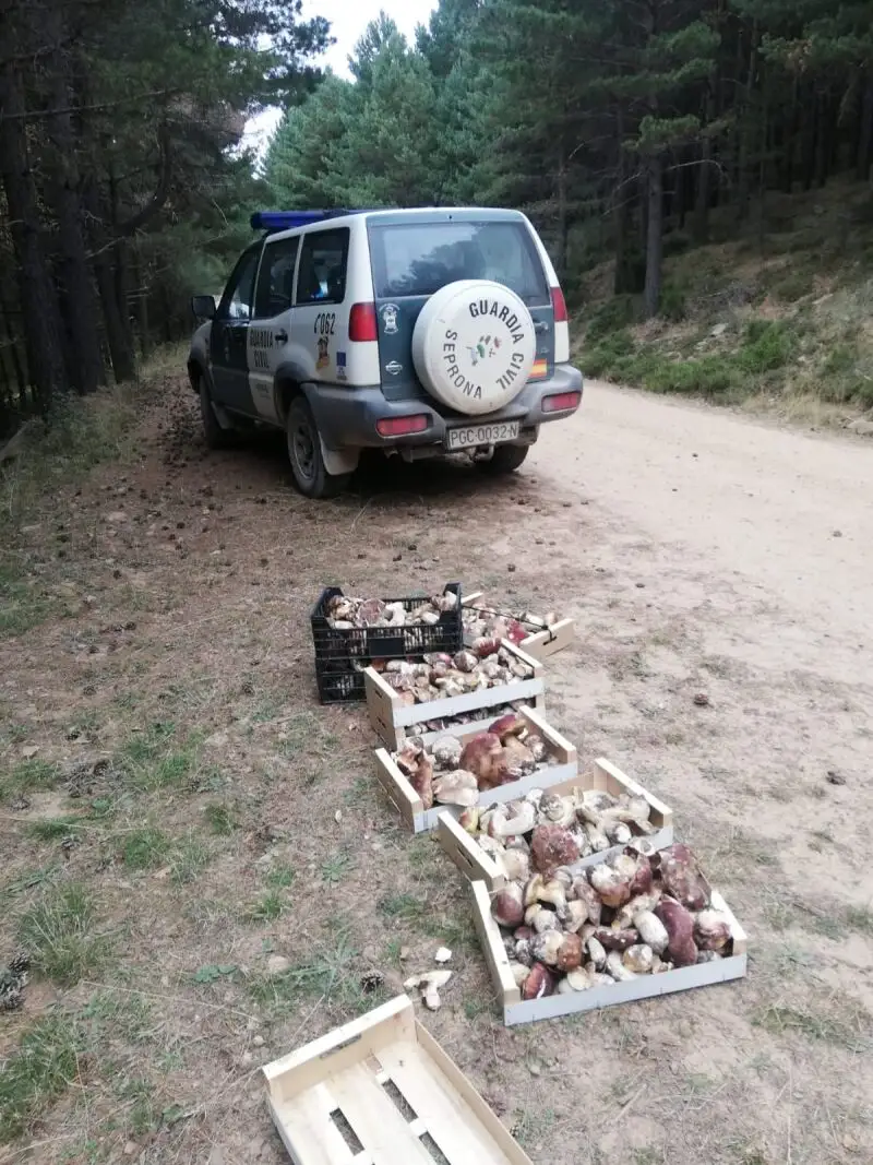Cajas apiladas con setas que se han intervenido en el monte de Soria por parte de la Guardia Civil