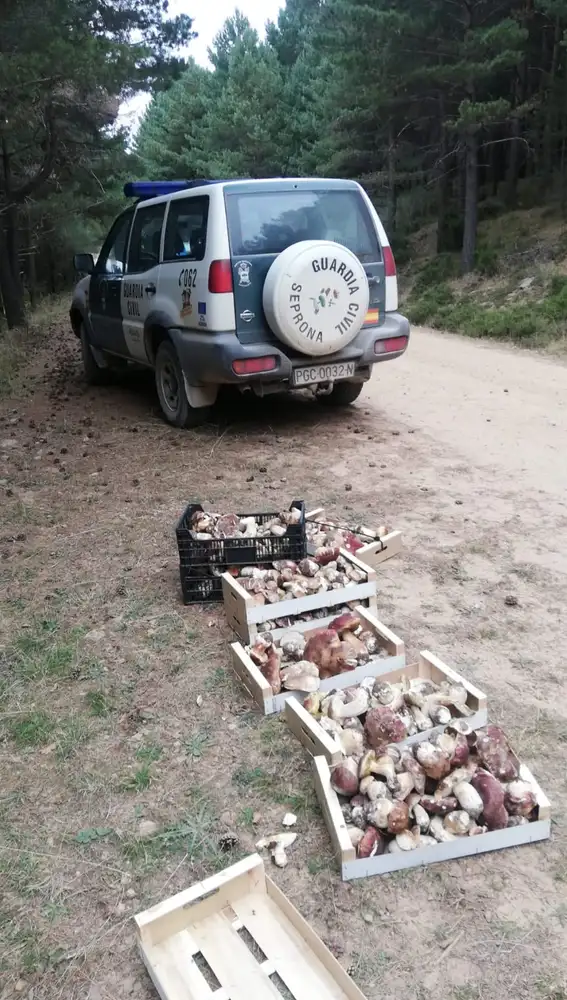 Cajas apiladas con setas que se han intervenido en el monte de Soria por parte de la Guardia Civil