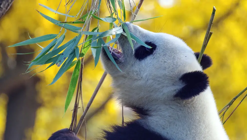 Oso panda gigante comiendo bambú (Pixabay)