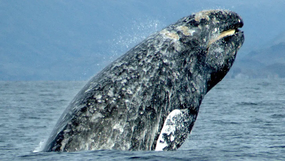 Los mamíferos marinos tienen un sueño uni-esférico | Fotografía: Merrill Gosho
