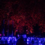 Naturaleza Encendida en el Real Jardín Botánico. Alejandro Martínez Vélez / Europa Press