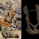 A la izquierda, un mural de 1988 de Mark Hallett donde se ve un par de Smilodon fatalis devorando un équido. A la derecha, una pelvis de Smilodon fatalis con una posible displasia congénita de cadera (La Brea Tar Pits)