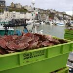 Cajas con la captura pescada en aguas británicas en el puerto de Granville (Normandía)