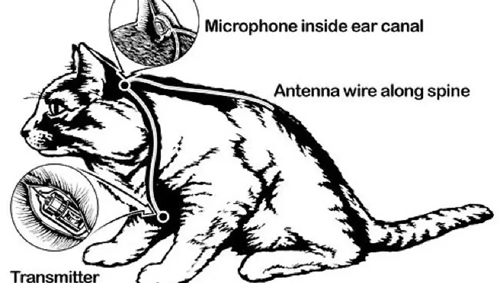 Dispositivos acústicos introducidos vía quirúrgica en un gato