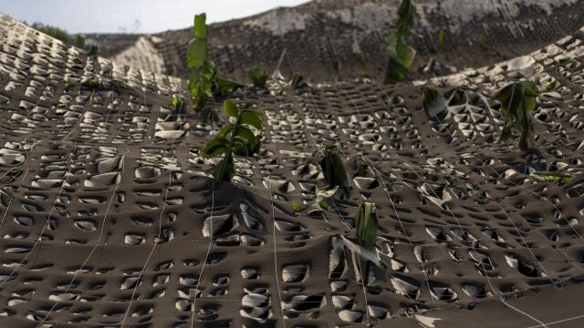 Cenizas sobre una plantación de plátanos