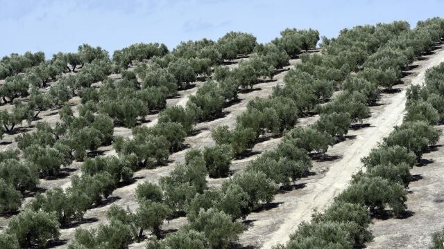 Olivar en la provincia de Jaén
