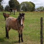 Con una población salvaje creada a partir de caballos abandonados, fugitivos y perdidos, se calcula que componen una población de cerca de 25.000 en las provincias de Nueva Gales del Sur y Victoria
