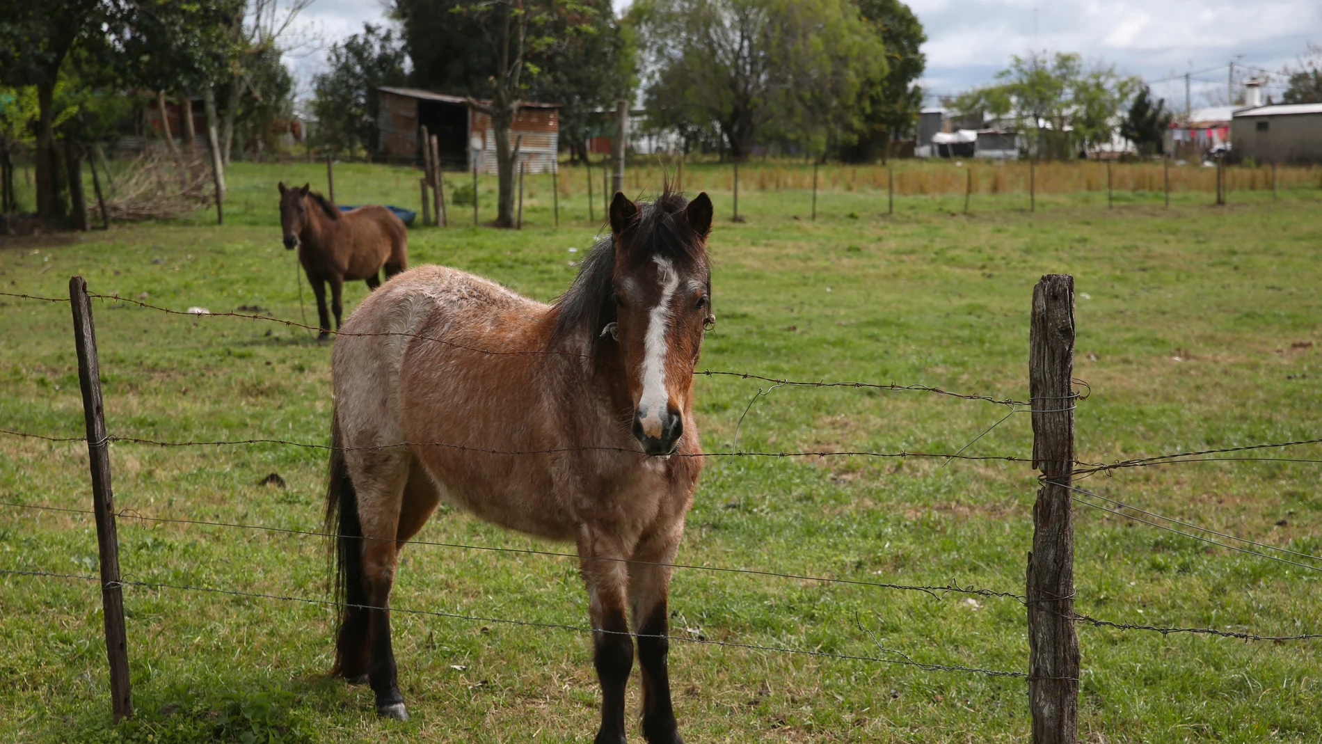 Con una población salvaje creada a partir de caballos abandonados, fugitivos y perdidos, se calcula que componen una población de cerca de 25.000 en las provincias de Nueva Gales del Sur y Victoria