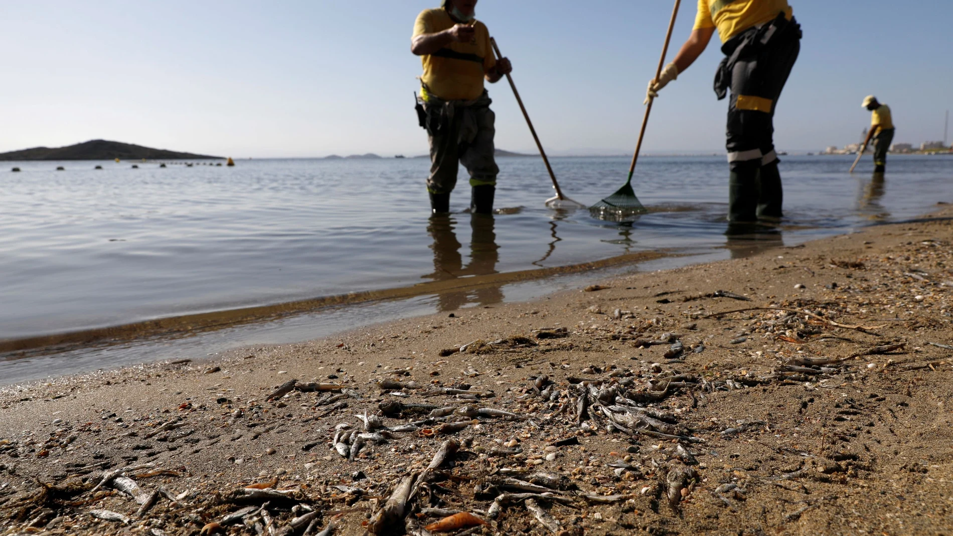 Murcia carga contra el Ministerio ante el episodio de mortandad de peces en el Mar Menor: “Lo advertimos desde hace meses”