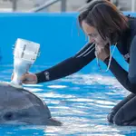 La responsable del área de delfines, Julieta Arenarez, realiza una sesión veterinaria con un delfín en el delfinario tras la presentación de los resultados de la Fundación Oceanogràfic de sus últimos cinco años