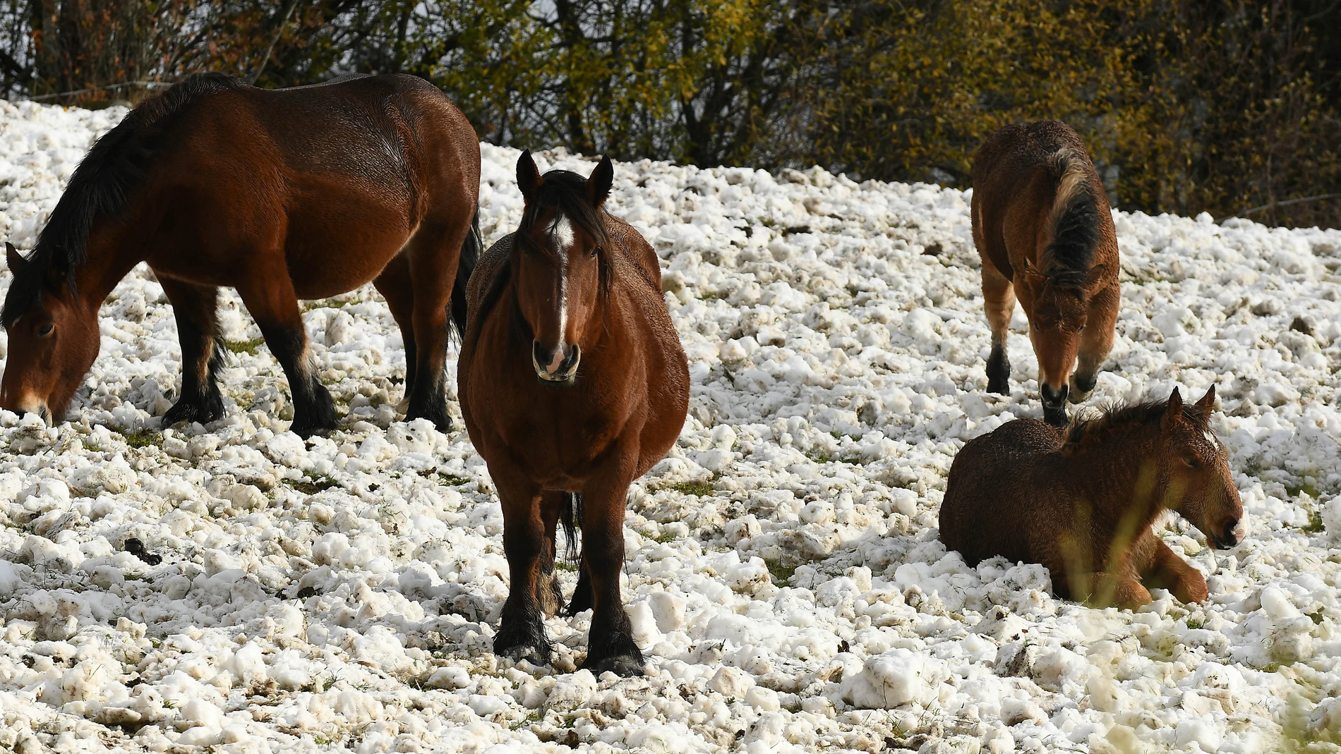 Caballos en el Puerto de las Señales (León, cubierto nieve por el temporal que afecta a las carreteras.