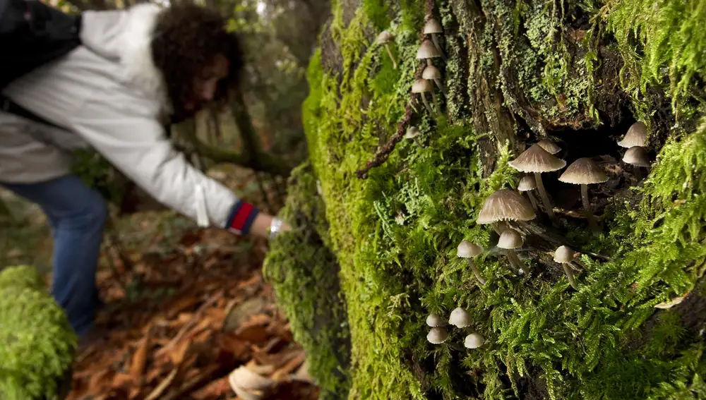 Jornadas micológicas de la Sociedad Micológica de Ciudad Rodrigo en un bosque de la Sierra de Francia