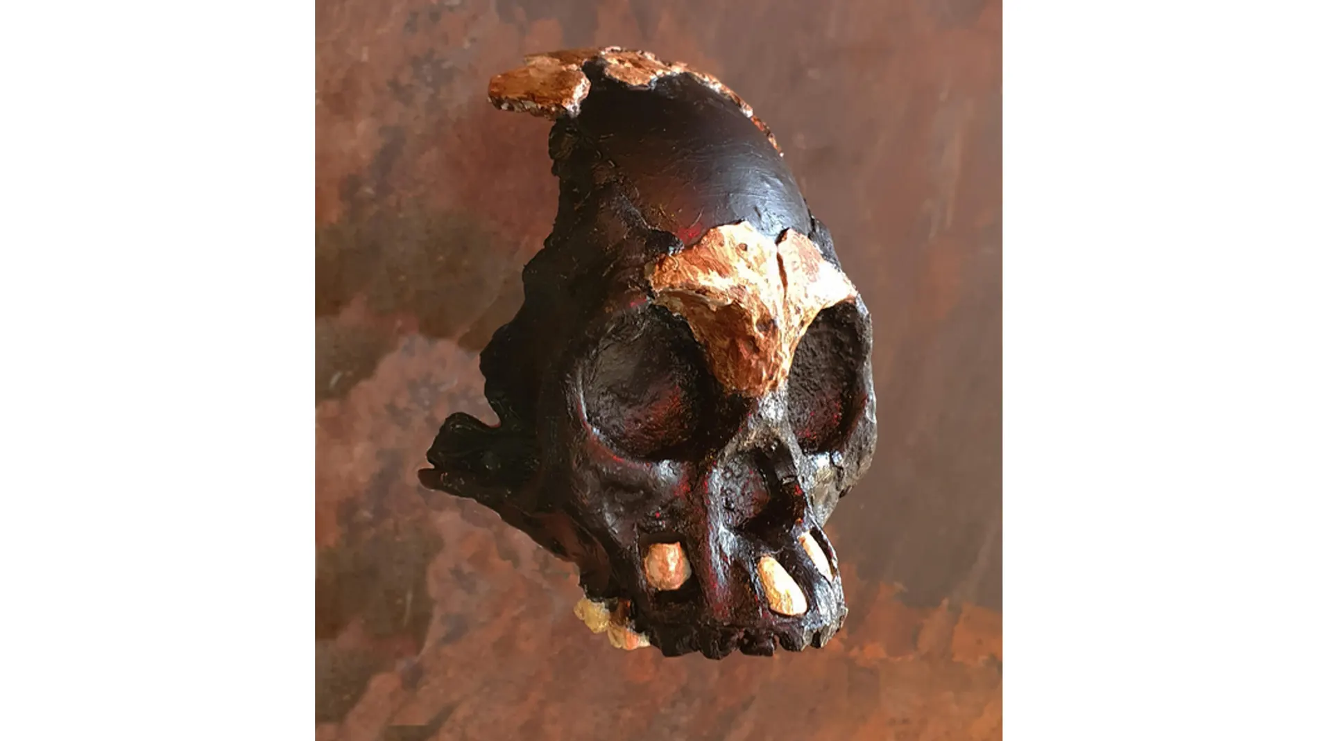 Reconstrucción del cráneo de Leti, el niño Homo naledi, recién encontrado.