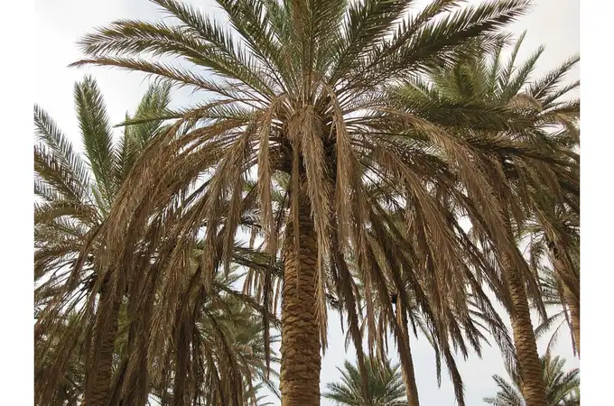 Las palmeras también tienen su “coronavirus”