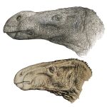 Reconstrucción artística de un Brighstoneus simmondsi y, bajo él, un Mantellisaurus