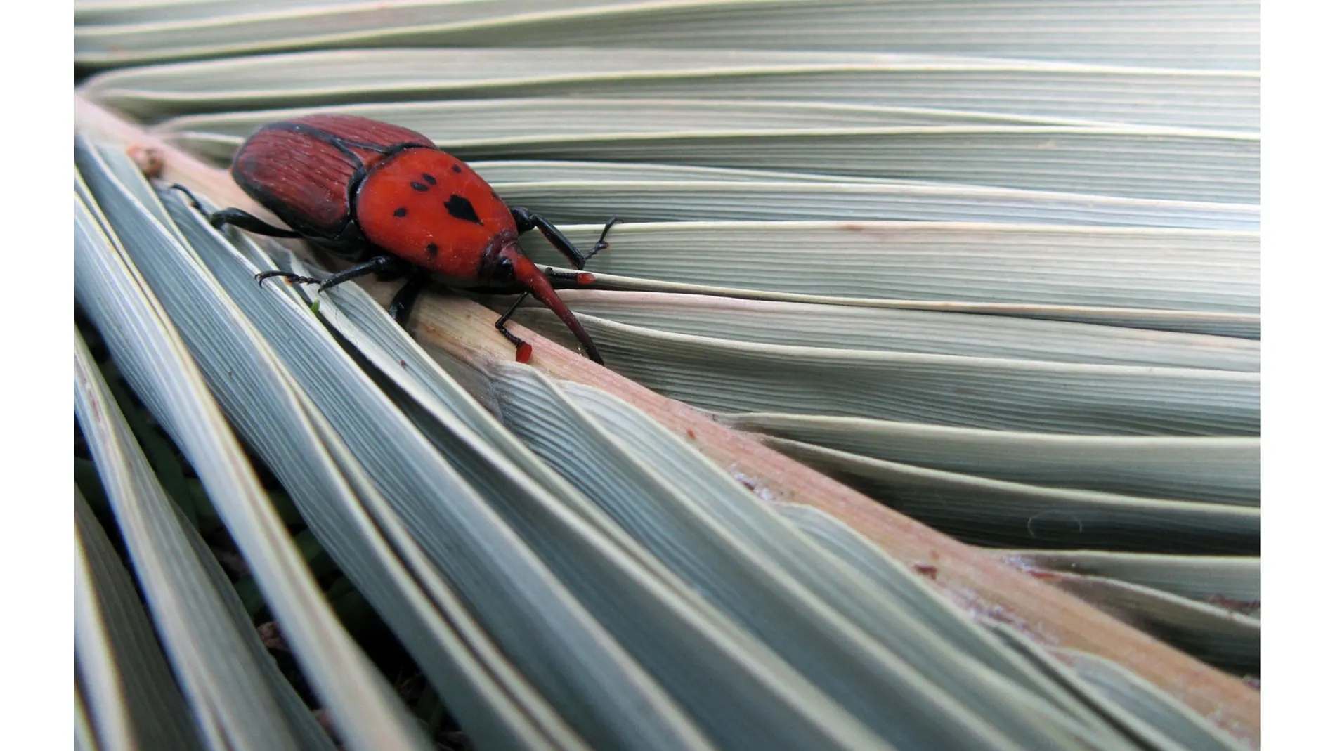 Picudo rojo sobre la hoja de una palmera.