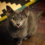 Midas, la gatita influencer de cuatro orejas (Instagram/@midas_x24)