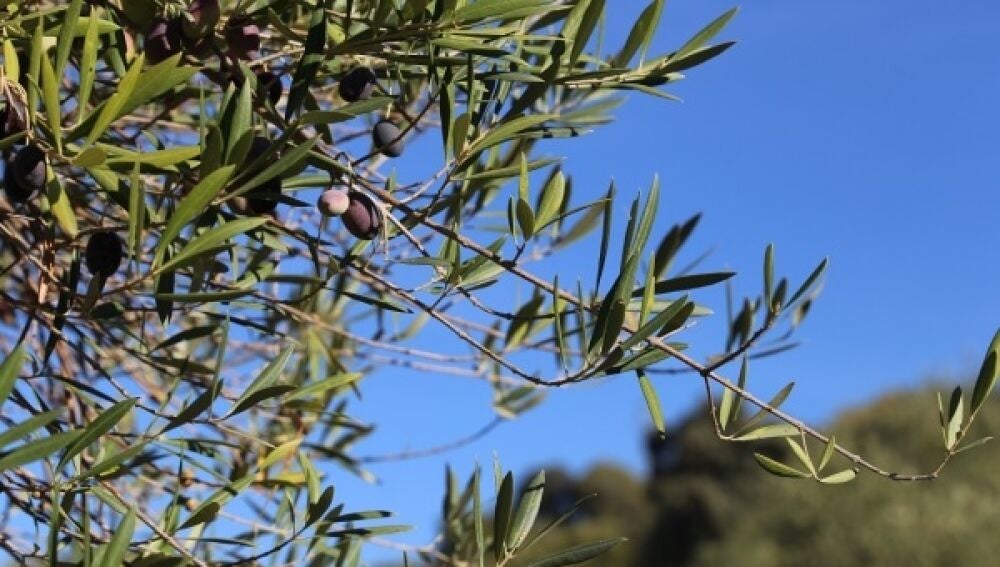 Cuál es el árbol sagrado que abunda en España