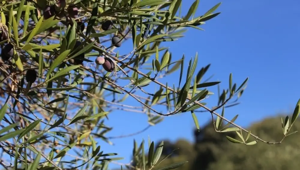 El olivo es un árbol emblemático para muchos países del Mediterráneo