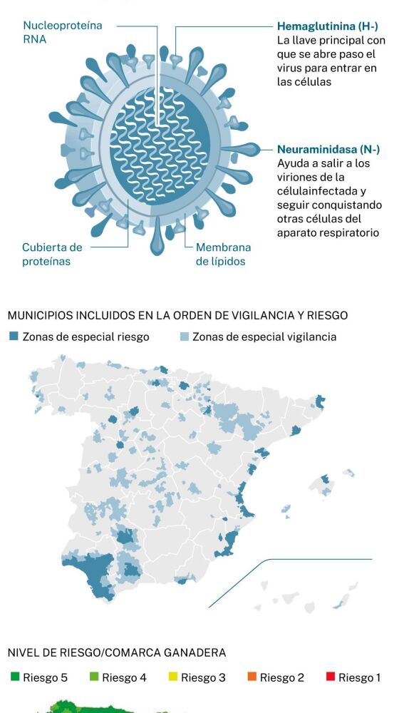 La Próxima Amenaza Llega Por El Aire: La Gripe Aviar Podría Mutar Y Ser ...