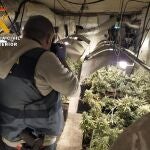 Dos detenidos en pueblo de Ávila por cultivar casi 800 plantas de marihuana