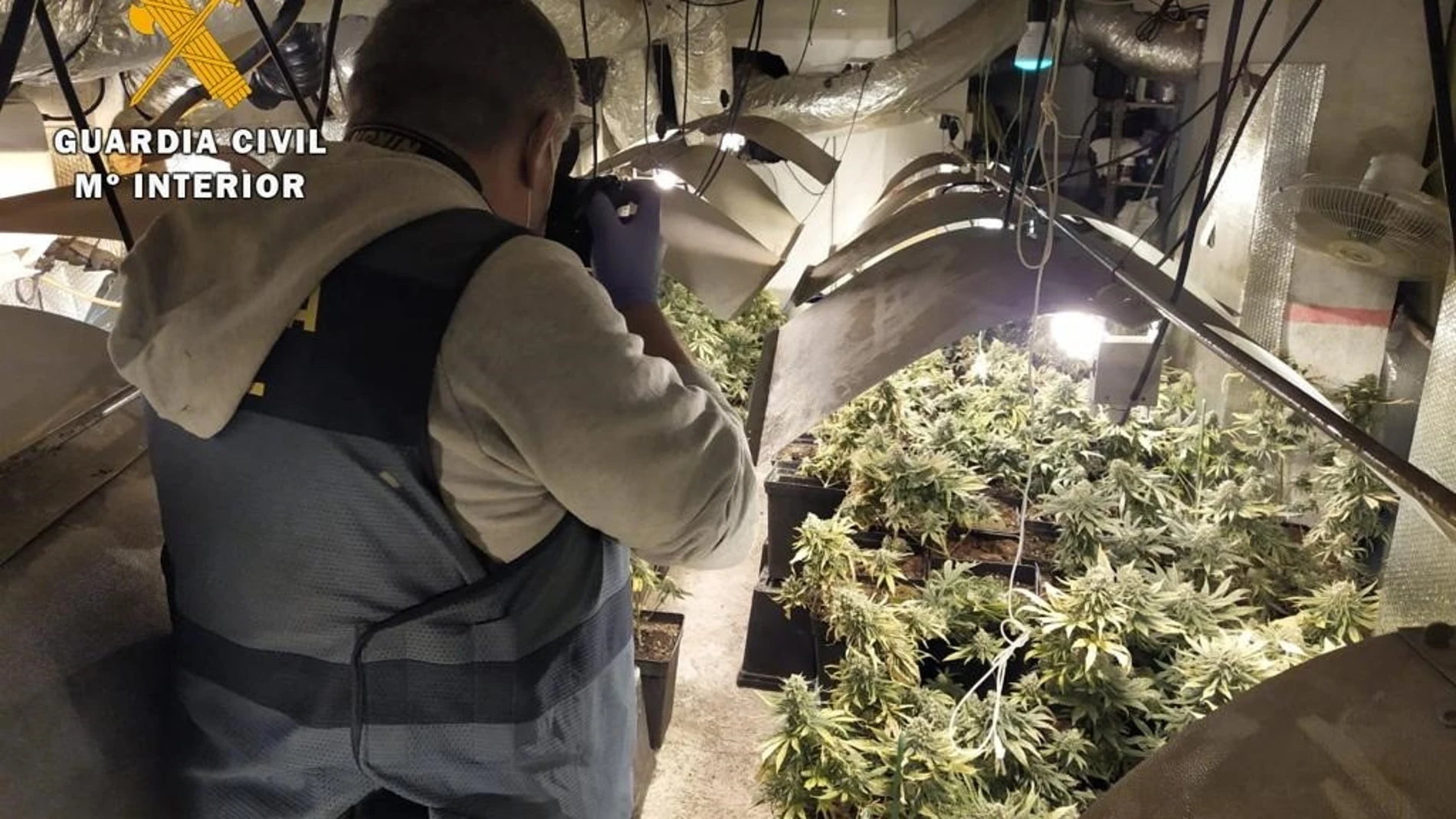Dos detenidos en pueblo de Ávila por cultivar casi 800 plantas de marihuana