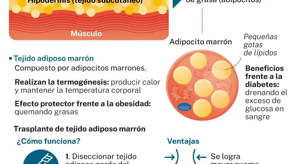 Nuevos abordajes de la obesidad