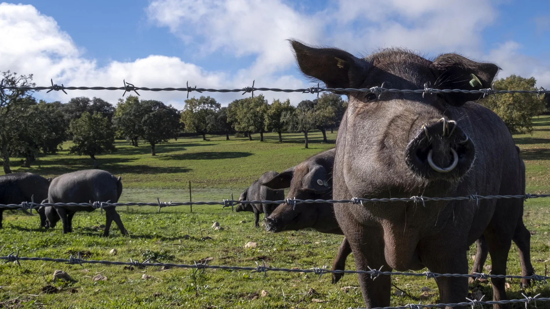 Cerdos de raza ibérica pura en una finca