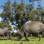 Montanera en la dehesa Charra. Cerdos de raza ibérica pura en una finca cerca de Retortillo