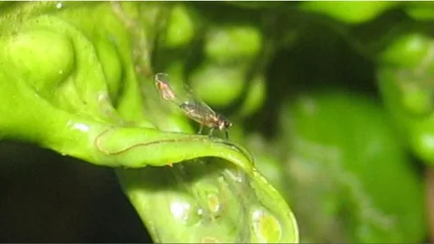 Insecto (Trioza erytreae) vector de la Bacteria (HLB)