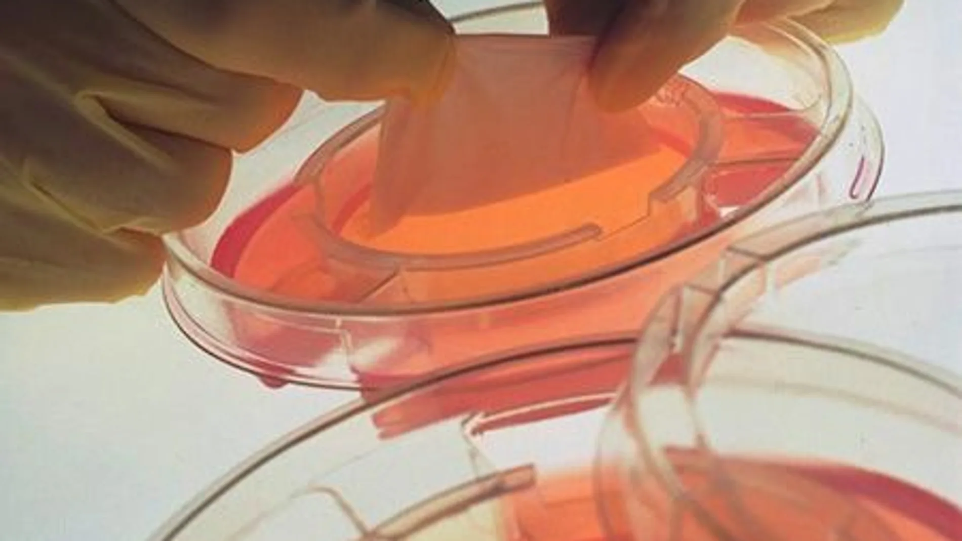 Tejidos generados mediante Bioingeniería