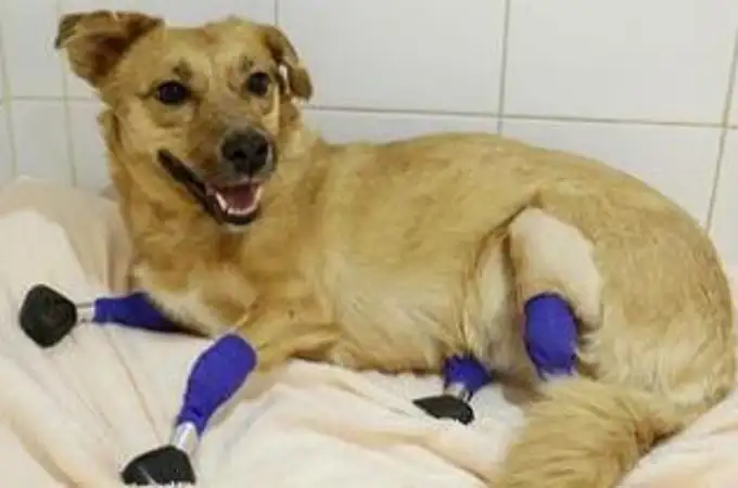 Monika, la perrita con cuatro prótesis en las patas que vuelve a andar