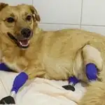 Monika en la clínica con sus prótesis en las patas