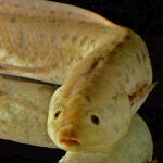 Los peces pulmonados africanos realizan unas adaptaciones que les permiten sobrevivir en ecosistemas donde la presencia de agua es temporal