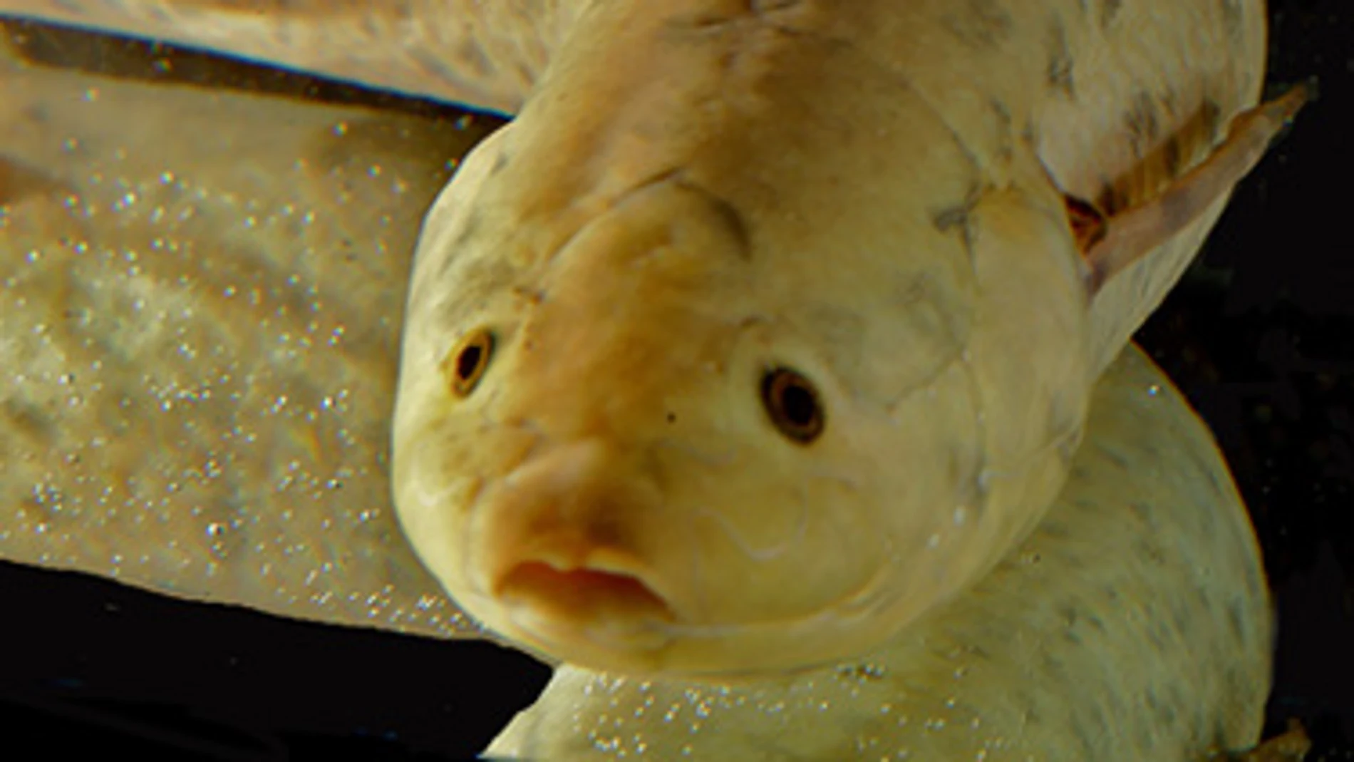 Los peces pulmonados africanos realizan unas adaptaciones que les permiten sobrevivir en ecosistemas donde la presencia de agua es temporal